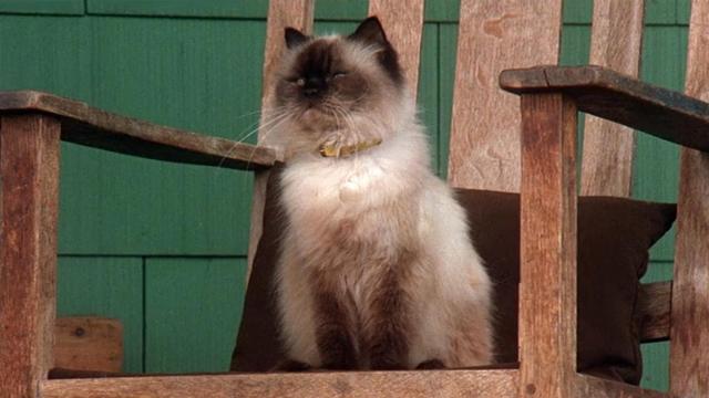 The 25 most iconic movie cats