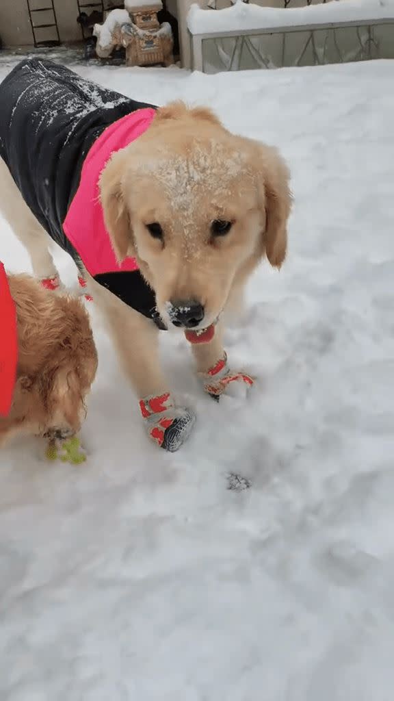 網友發現周海媚愛犬抖音帳號「周六六」昨才發文，更新在雪中遊玩的影片。（圖／翻攝抖音）