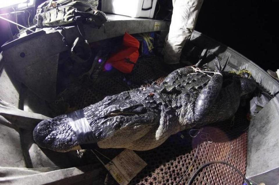 A nearly 12-foot alligator sits in Shannon Cutts’ boat on the Pascagoula River in 2015. Cutts and his two friends killed the reptile as part of Mississippi’s annual gator hunting season.