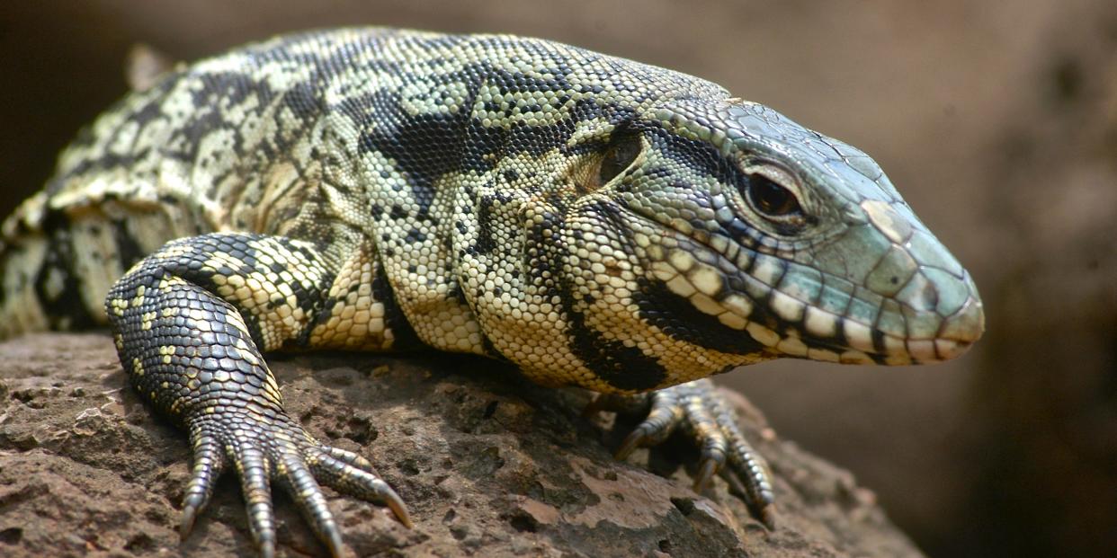 Black and white Tegu lizard (Salvator merianae) at Iguazu Falls, the waterfalls of the Iguazu River on the Brazil Argentina border.