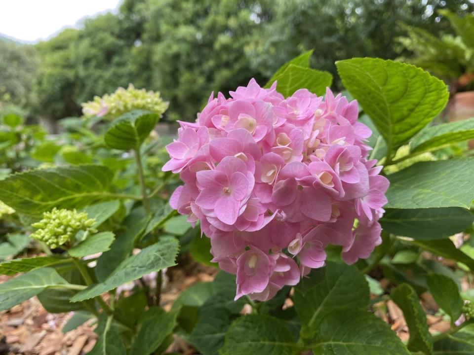 也有機會看到粉紅色無盡夏。   圖：台北工務局／提供