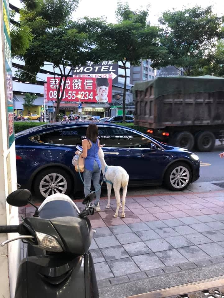 The Alpaca on a leash is seen approaching the car. (爆料公社 臉書/NOWnews/The China Post)