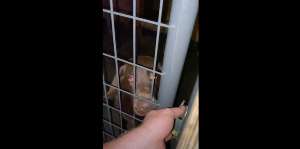 <div class="inline-image__caption"><p>Paul’s video of a friend’s dog in the kennel, shortly before he was killed.</p></div> <div class="inline-image__credit">Colleton County Court</div>