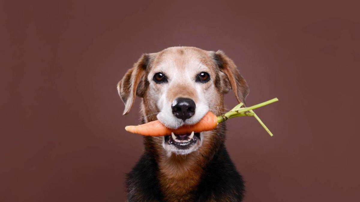 are carrots good for dogs to eat