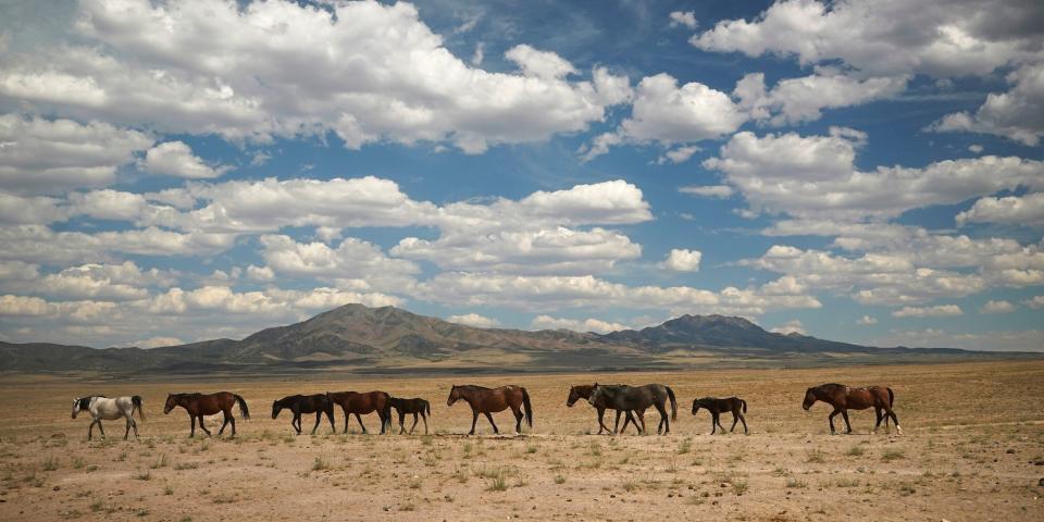 Wild horses walk to the water near the Dugway Proving Ground in 2021.