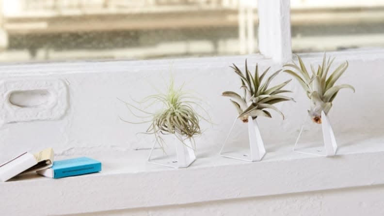 You can display air plants any way you like.