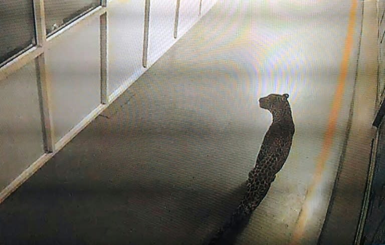 The big cat was spotted on Thursday on CCTV by guards at Maruti Suzuki's manufacturing plant in the town of Manesar, just 24 miles from the capital New Delhi