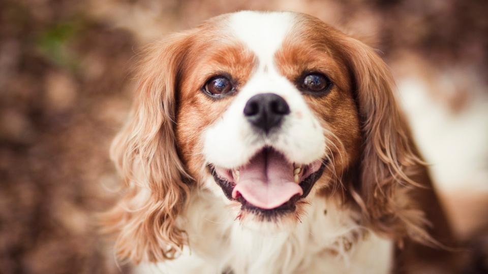 10. Cavalier King Charles Spaniel