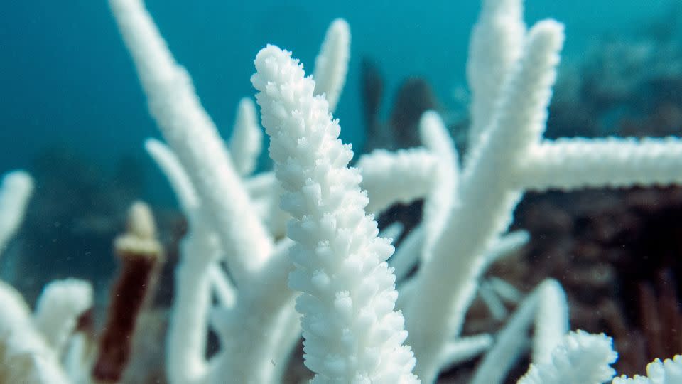 Staghorn coral are bleached near Key Largo. When coral are stressed, they expel their algal food source and slowly starve to death. - Courtesy Liv Williamson