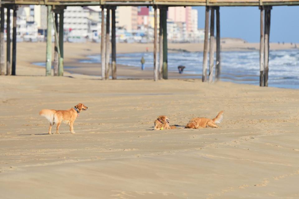 three golden retrievers playing together on dog-friendly Ocean City Beach, Maryland