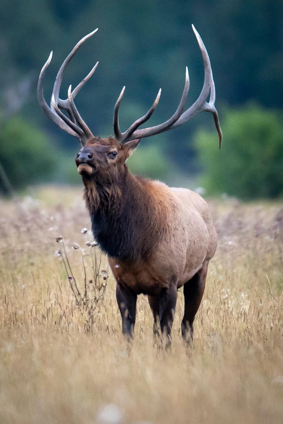 A bull elk grazes at Moraine Park in Rocky Mountain National Park on Wednesday.