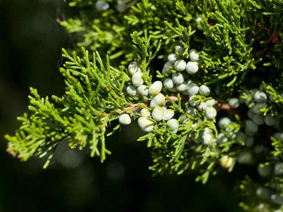 eastern red cedar tree