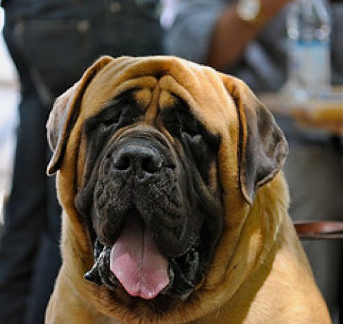 Mastiff