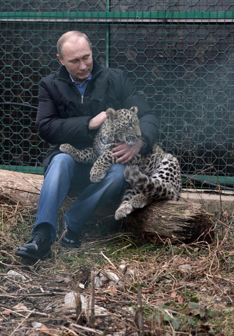 Russian President Vladimir Putin pets a snow leopard cub at the snow leopard sanctuary in the Russian Black Sea resort of Sochi, Tuesday, Feb. 4, 2014. Putin checked in Tuesday at a preserve for endangered snow leopards and visited a group of cubs born last summer in the mountains above the growing torrent of activity in Sochi for the Winter Games. (AP Photo/RIA-Novosti, Alexei Nikolsky, Presidential Press Service)