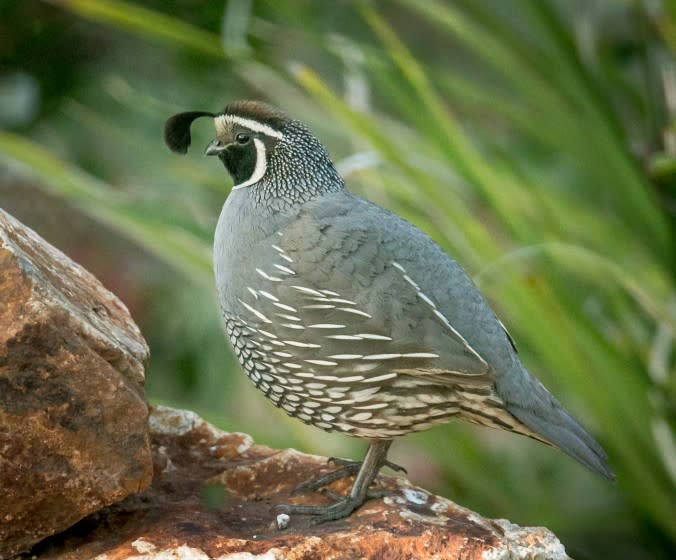 Quail alarm clock.jpg