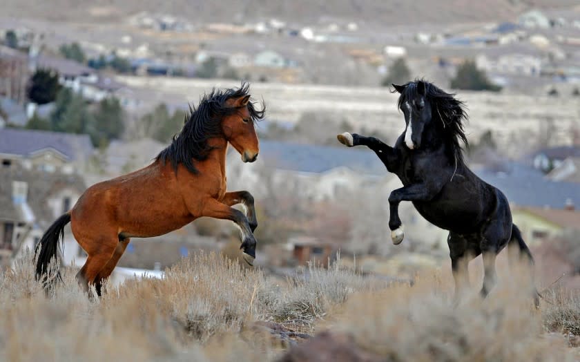 FILE - In this Jan. 13, 2010 file photo, two young wild horses play while grazing in Reno, Nev. A citizen advisory panel is recommending that the federal government consider sterilizing some wild horses and burros that freely roam across miles of federal land in the West. Members of the Wild Horse and Burro Advisory Board say the Bureau of Land Management should consider the step to protect rangelands and control booming populations of mustangs in 10 Western states. The bureau already uses vaccines to slow horses from reproducing and rounds them up for adoption, but thousands of those horses currently live in captivity. (AP Photo/Reno Gazette-Journal, Andy Barron, File) NEVADA APPEAL OUT; NO SALES