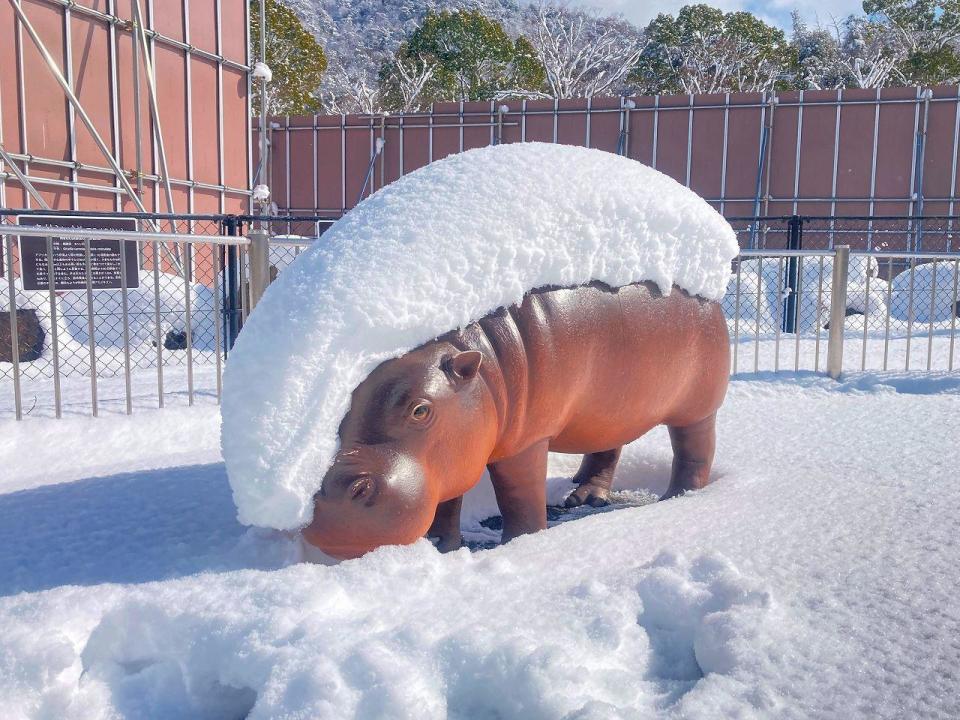 網友笑稱「看起來像河馬握壽司。（圖／翻攝自asa_zoo推特）