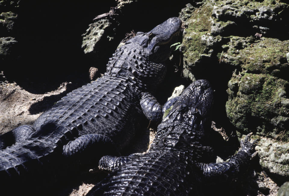 Alligators on rocks, Florida, USA, (Close-up)