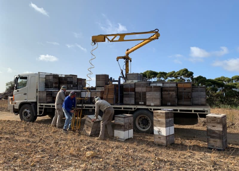 Peter Davis, owner of Island Beehive, unloads Ligurian beehives from a truck on Kangaroo Island