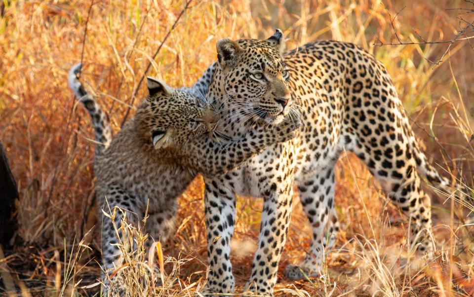 A mother leopard and her cub