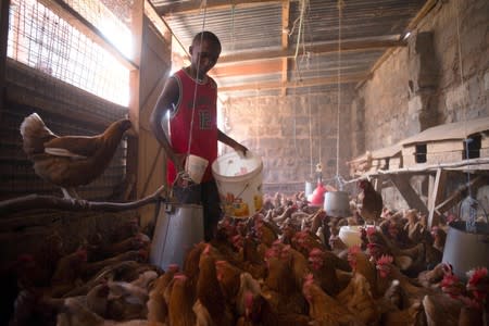 Victor Kyalo pours out feed for his chickens in a small household farm in the outskirts of Nairobi