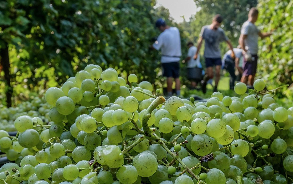 Prosecco Italy