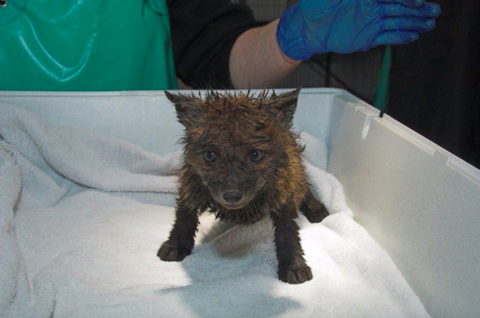 <em>The adorable fox cub was found covered in mud and petrol (PA)</em>