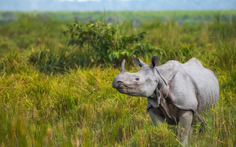 one horned rhino, assam - getty