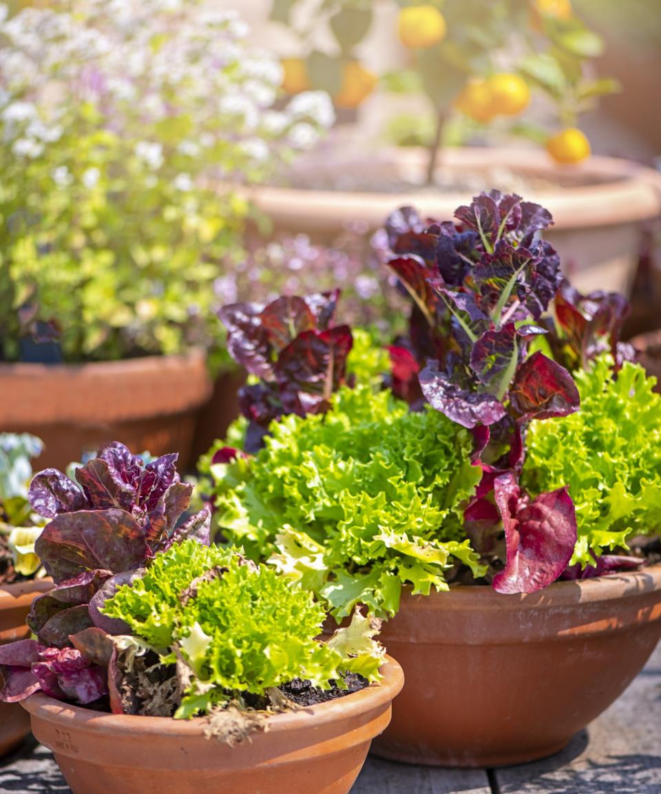 A selection of pots with lettuces growing in them