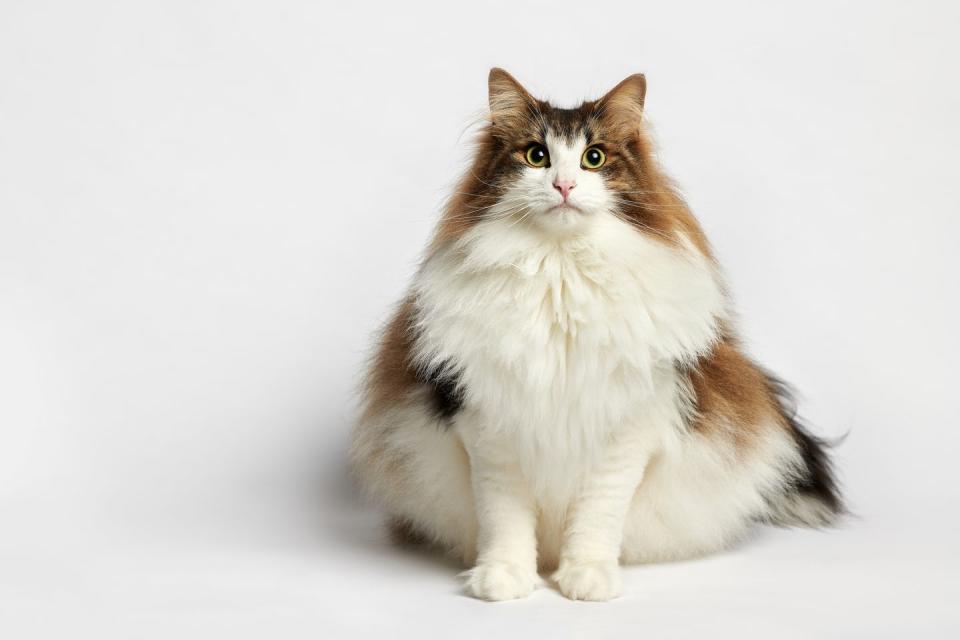 very floofy norwegian forest cat with a mostly white body with some brown and black on the ears, back and sides on white background