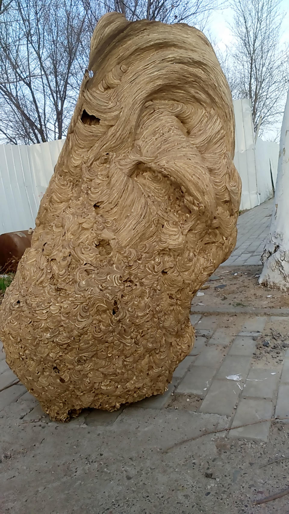 Pic Shows: The 6-foot wasp nest found in Zhang Juwei's home;  This is the huge wasp nest found in a newly built home which went unoccupied for so long it was taken over by the colony of flying insects.