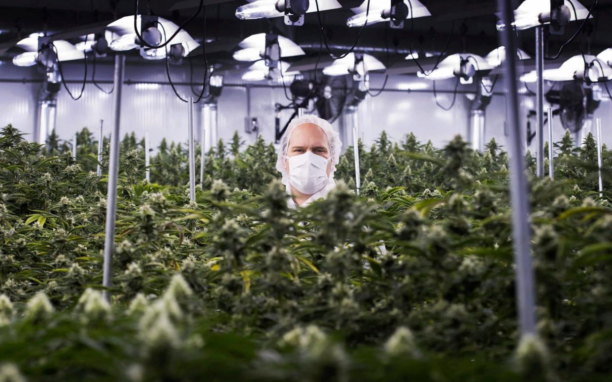 A growing facility in Markham, Ontario, that is likely to benefit from a liberalisation of cannabis laws in Canada - AP