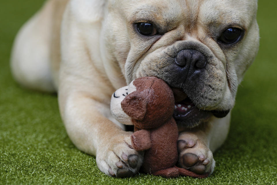A French bulldog plays with a toy during breed group judging at the 148th Westminster Kennel Club Dog show, Monday, May 13, 2024, at the USTA Billie Jean King National Tennis Center in New York. (AP Photo/Julia Nikhinson)