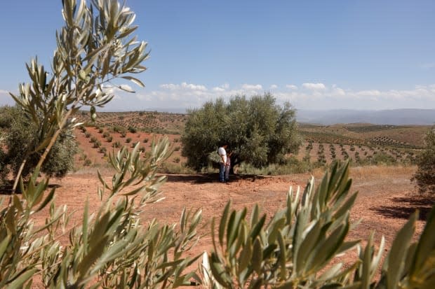 Domingo Albacete, 44, an olive producer, and his daughter Rocio check an olive tree in his olive grove in Chiclana de Segura, Spain, on Sept. 8, 2023. Spain, the world's top olive oil producer, usually supplies about 40 per cent of the world's output.