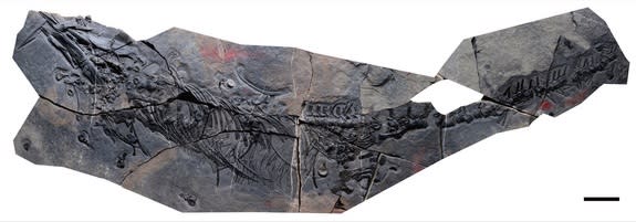 The newly identified species of thalattosaur discovered in China is almost 7 feet long (2.1 meters).