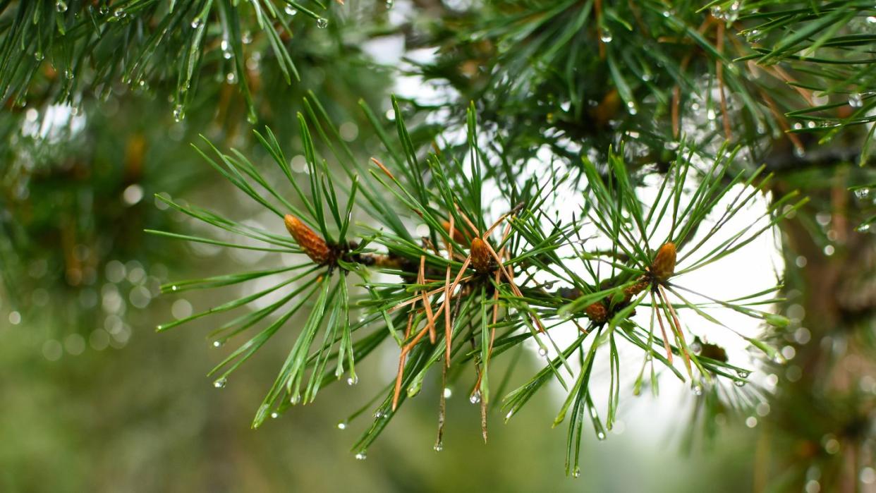 close up photo of shortstraw pine pinus virginiana