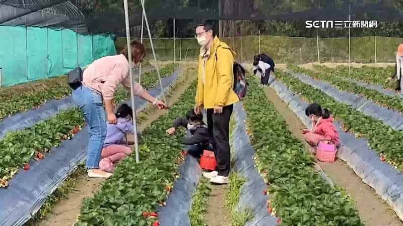 草莓季來了，大小朋友精挑細選把草莓帶回家。