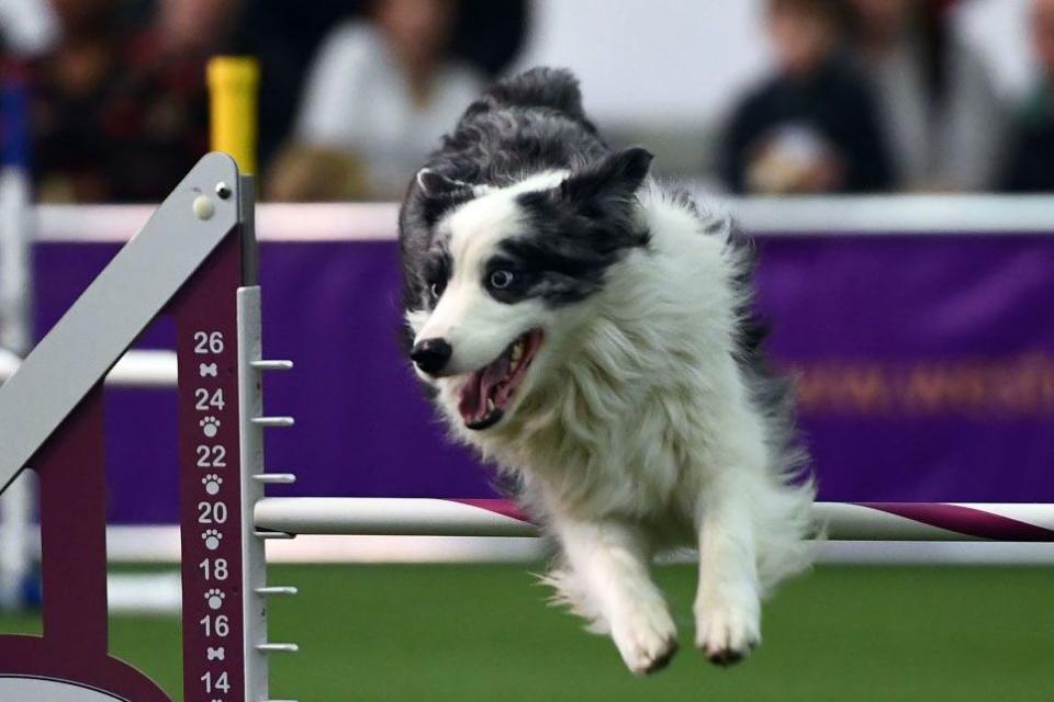 Westminster Dog Show Photos They Don't Want You to See