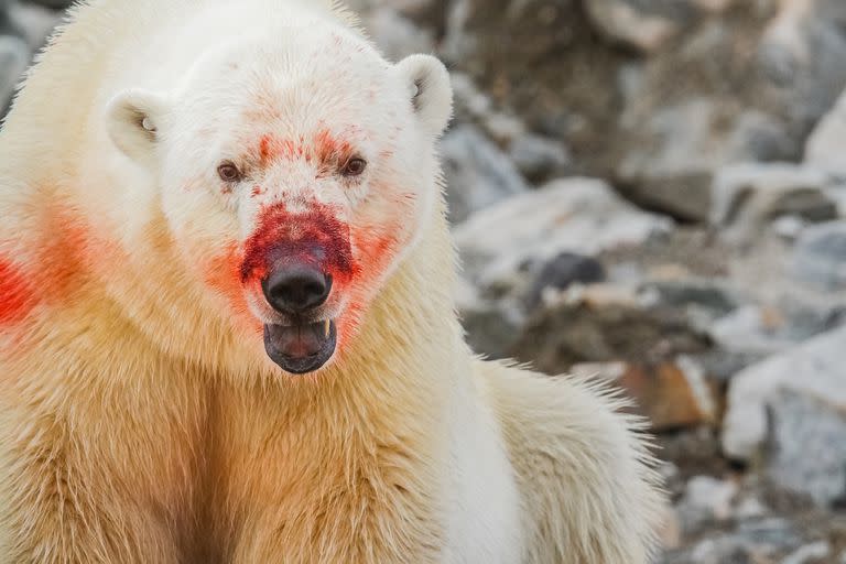 Un oso polar ensangrentado después de matar y comer la grasa de una foca en un fiordo remoto en el norte de Spitsbergen, Svalbard