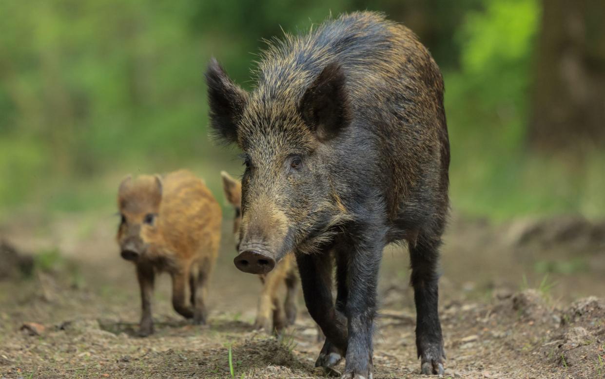 Wild boar - Robin Ward / Alamy Stock Photo