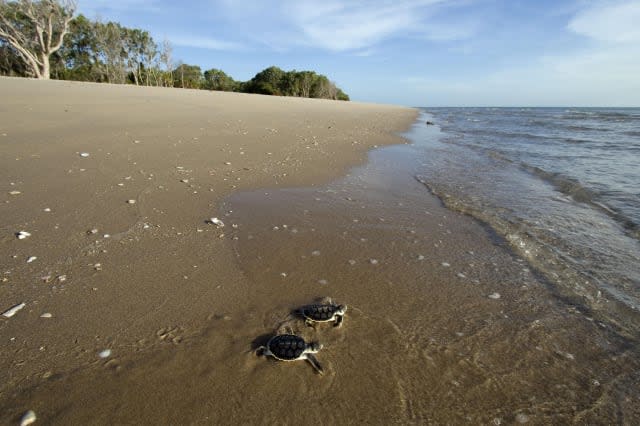 Australian Flatback Sea Turtle hatchlings, Natator depressus, (c-r), crawling down nesting beach to ocean, Crab Island, off Cape