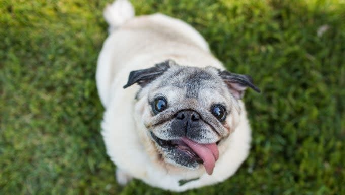 pug smiling short-faced dog breeds