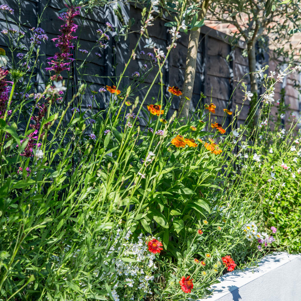 Wildflower border in garden