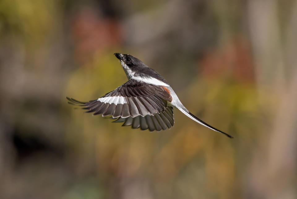 Animals in flight