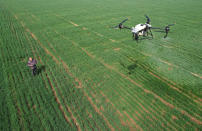 A local farmer has opted to spray his crops with a remote-controlled plant protection drone in Donghuoxu village in China.