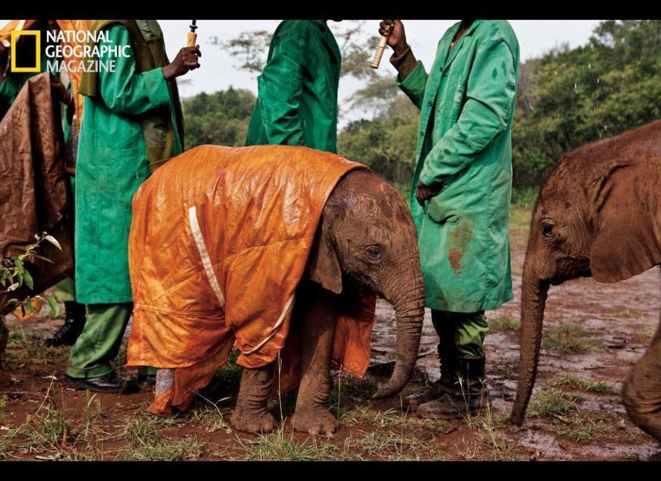 Dedicated keepers at the David Sheldrick Wildlife Trust's Nairobi Elephant Nursery in Kenya protect baby Shukuru from the cold and rain, and the risk of pneumonia, with a custom-made raincoat.