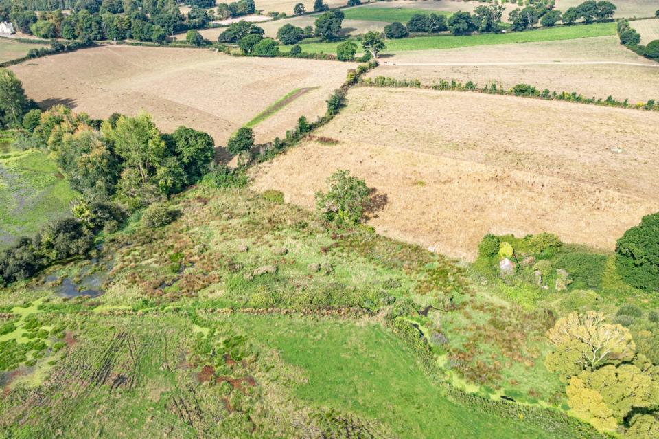 Beavers, a keystone species, help birds insects and plants thrive through their wetland creation (Clinton Devon Estates)