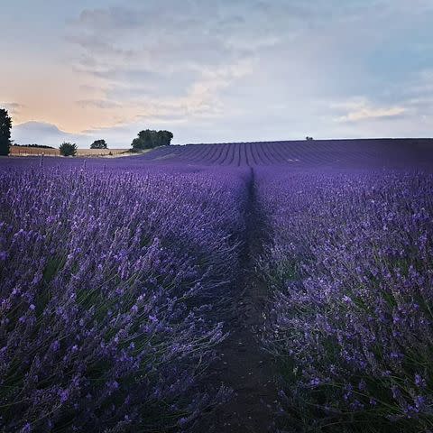 1) Hitchin Lavender, Hertfordshire