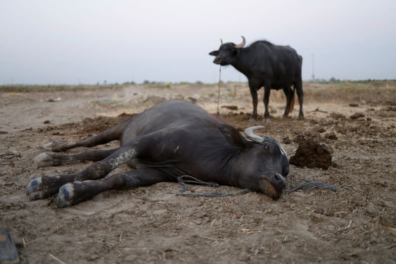 The Wider Image: Drought imperils Iraq's water buffalo and a child's way of life