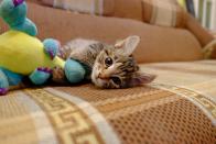 <p>Look at him playing with his dinosaur toy! Look at those big eyes! </p>